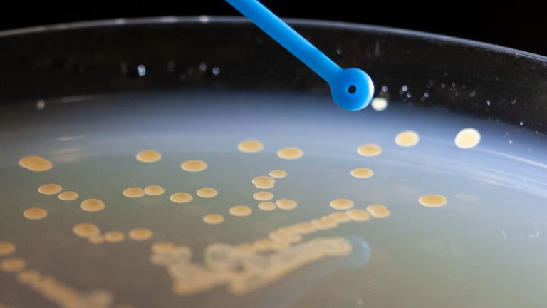 Bakterier i petriskål